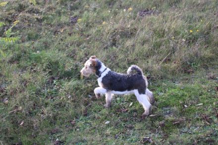 Drahthaar Foxterrier Welpen.