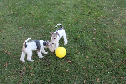 Drahthaar Foxterrier Welpen.