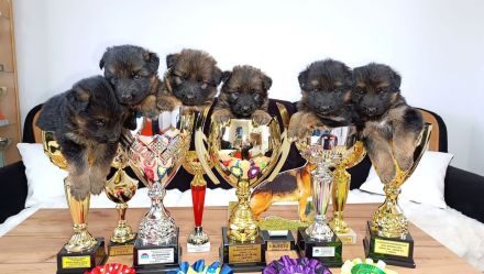 Reinrassige Deutsche Schäferhund mit Pedigre