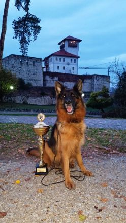 Reinrassige Deutsche Schäferhund mit Pedigre