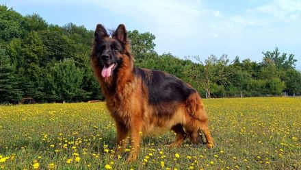 Reinrassige Deutsche Schäferhund mit Pedigre