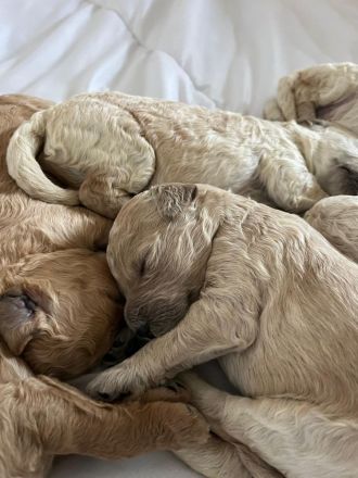 Goldendoodlewelpen