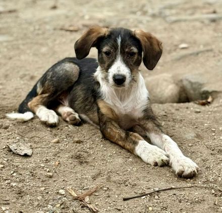 Flyer, freundlich, lebhaft, verspielt, ein typischer Junghund mit Flausen im Kopf