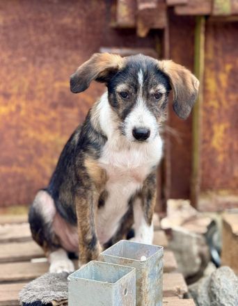 Flyer, freundlich, lebhaft, verspielt, ein typischer Junghund mit Flausen im Kopf
