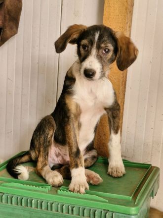 Flyer, freundlich, lebhaft, verspielt, ein typischer Junghund mit Flausen im Kopf