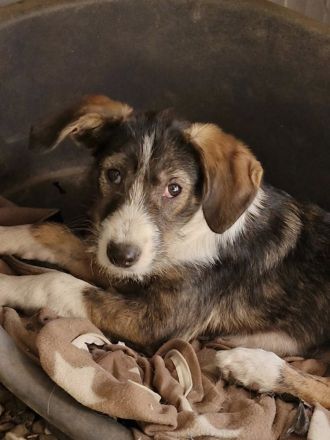 Flyer, freundlich, lebhaft, verspielt, ein typischer Junghund mit Flausen im Kopf