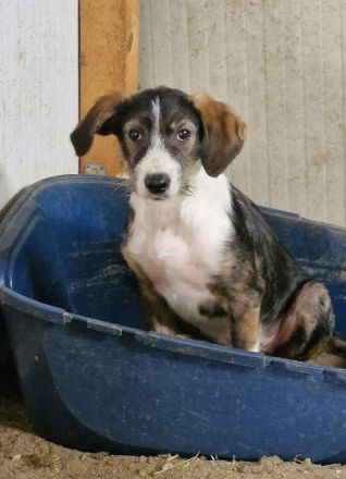 Flyer, freundlich, lebhaft, verspielt, ein typischer Junghund mit Flausen im Kopf