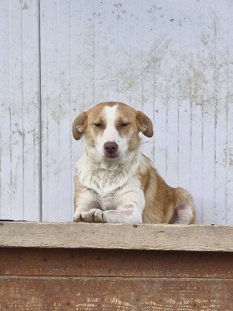 Jenny, freundlich, verträglich, eine Seele von einer Hündin