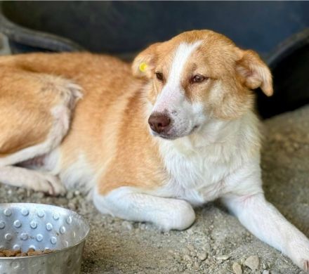 Jenny, freundlich, verträglich, eine Seele von einer Hündin