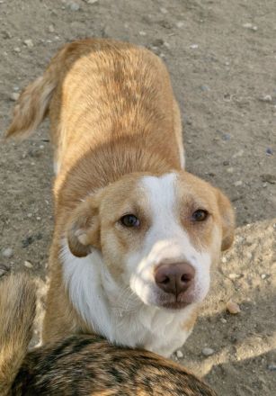 Jenny, freundlich, verträglich, eine Seele von einer Hündin