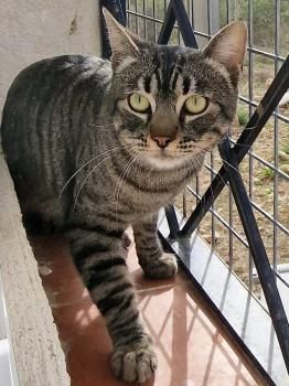 Misu FIV positiv