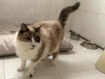 Bartolo, Pirat und FelV positiv