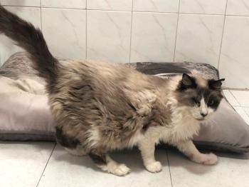 Bartolo, Pirat und FelV positiv