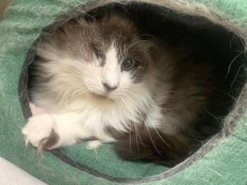 Bartolo, Pirat und FelV positiv