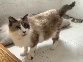 Bartolo, Pirat und FelV positiv