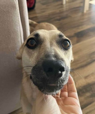 Neva sucht neues Vertrauen zum auftauen