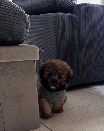 Shihtzu-Zwergspitz (Shipom) Welpen