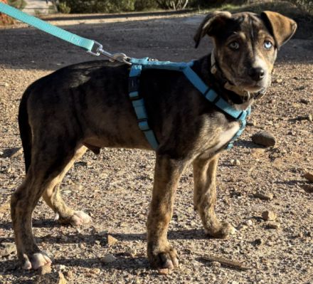 Süsses Hundebaby Dean!