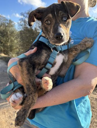 Süsses Hundebaby Dean!