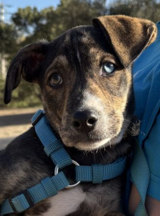 Süsses Hundebaby Dean!