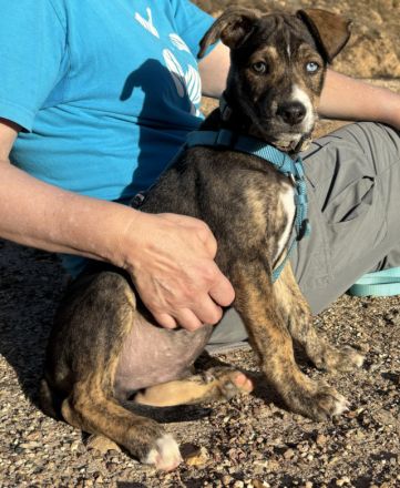 Süsses Hundebaby Dean!