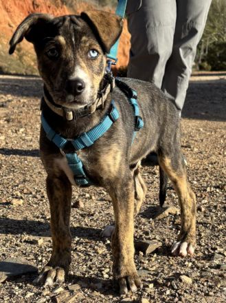 Süsses Hundebaby Dean!