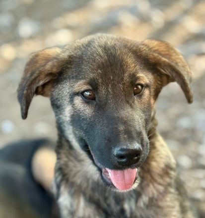 Giotto, ein freundlicher Welpe mit Flausen im Kopf, sucht Menschen mit Plan