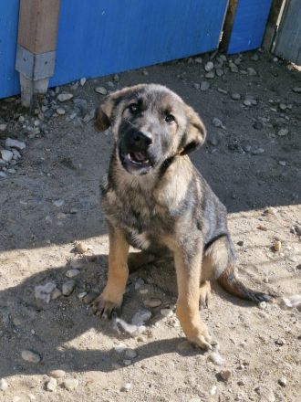 Giotto, ein freundlicher Welpe mit Flausen im Kopf, sucht Menschen mit Plan