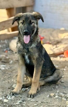 Giotto, ein freundlicher Welpe mit Flausen im Kopf, sucht Menschen mit Plan