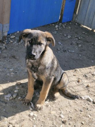 Giotto, ein freundlicher Welpe mit Flausen im Kopf, sucht Menschen mit Plan