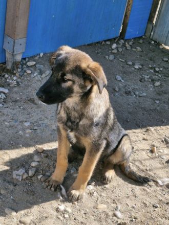 Giotto, ein freundlicher Welpe mit Flausen im Kopf, sucht Menschen mit Plan
