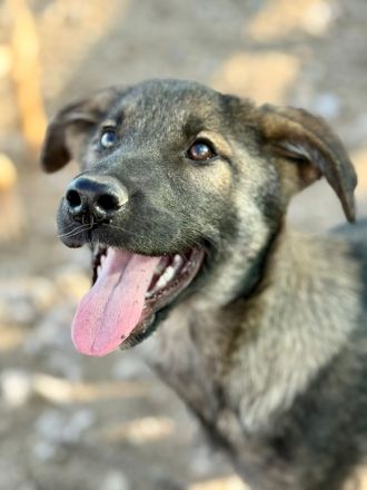 Giotto, ein freundlicher Welpe mit Flausen im Kopf, sucht Menschen mit Plan
