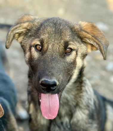 Giotto, ein freundlicher Welpe mit Flausen im Kopf, sucht Menschen mit Plan