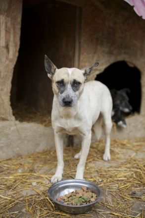 NALA möchte ihre Lebensfreude zurück