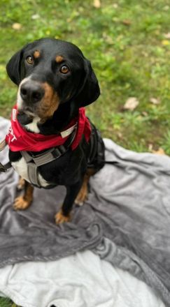 RICCO Herz mit Charakter