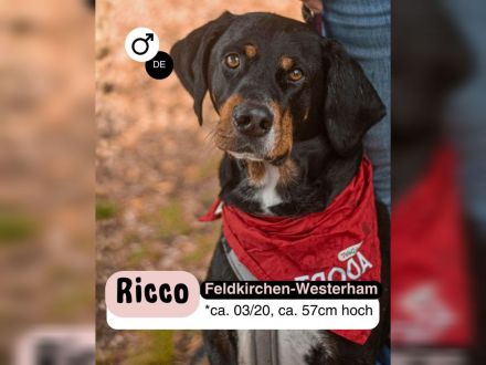 RICCO Herz mit Charakter