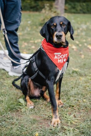 RICCO Herz mit Charakter