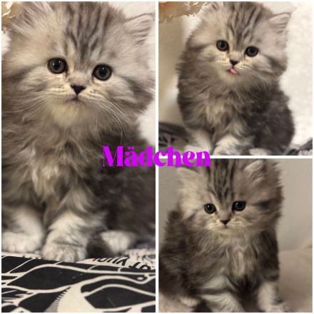 Reinrassige Perser Kitten