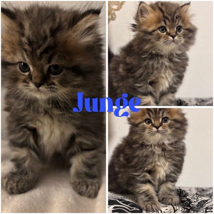 Reinrassige Perser Kitten