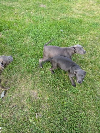 Grau silberne Labrador Welpen Mix 2 Rüden suchen ein Zuhause