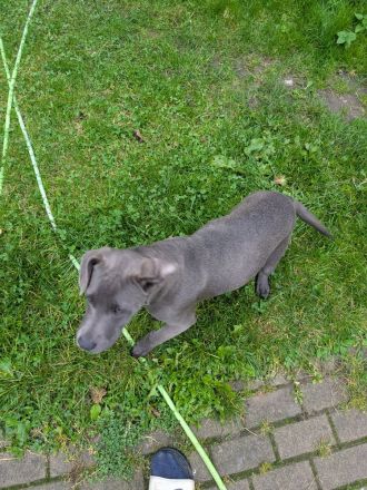 Grau silberne Labrador Welpen Mix 2 Rüden suchen ein Zuhause