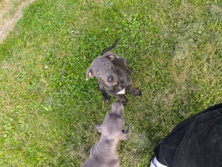 Grau silberne Labrador Welpen Mix 2 Rüden suchen ein Zuhause