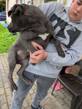Grau silberne Labrador Welpen Mix 2 Rüden suchen ein Zuhause