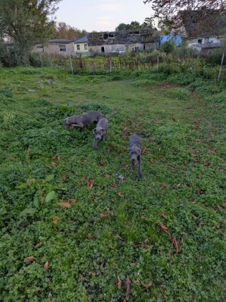 Grau silberne Labrador Welpen Mix 2 Rüden suchen ein Zuhause