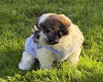 Kyi-Leo Welpen "vom Elfenwald" mit Ahnentafeln