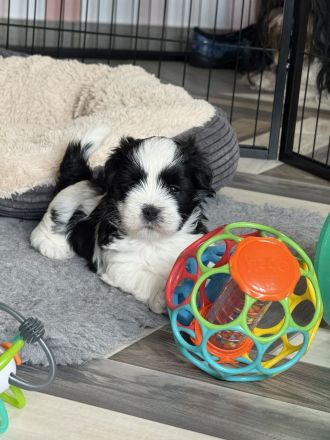 Kyi-Leo Welpen "vom Elfenwald" mit Ahnentafeln