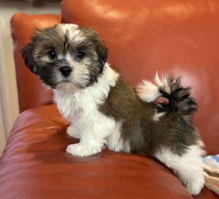 Kyi-Leo Welpen "vom Elfenwald" mit Ahnentafeln