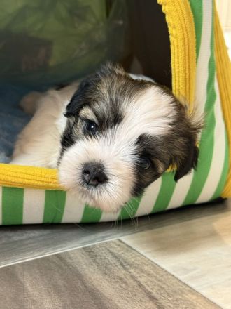 Kyi-Leo Welpen "vom Elfenwald" mit Ahnentafeln