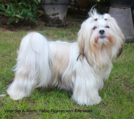 Kyi-Leo Welpen "vom Elfenwald" mit Ahnentafeln