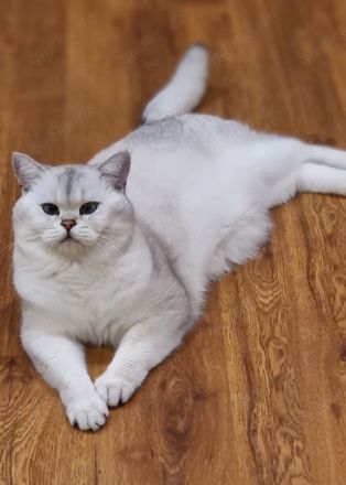 Deckkater Stammbaum blauen Augen BKH Farbe seal-silver-shaded-point ns 11-33